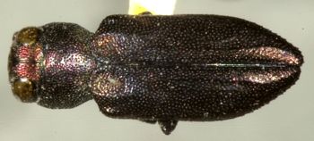 Media type: image;   Entomology 24441 Aspect: habitus dorsal view